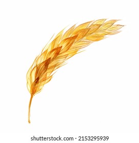 Watercolor transparent wheat. Harvest cereal illustration isolated on white. Hand painted botanical illustration of crop