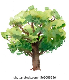 Watercolor Tree Stock Illustration 568088536 | Shutterstock