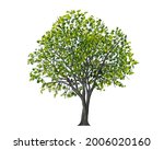 watercolor tree side view isolated on white background  for landscape and architecture layout drawing, elements for environment and garden