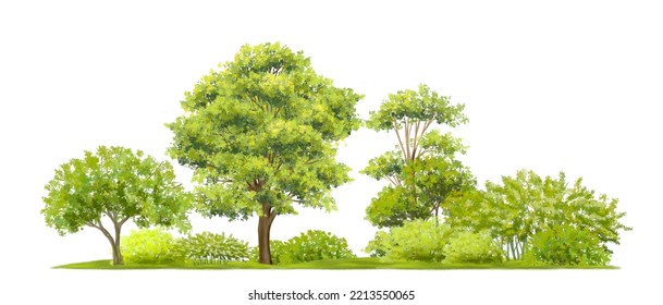 Watercolor Of Tree Side View Isolated On White Background For Landscape  And Architecture Drawing, Elements For Environment And Garden, Painting Botanical For Section Or Elevation