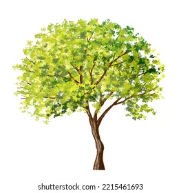 Watercolor Of Tree Side View Isolated On White Background For Landscape  And Architecture Drawing, Elements For Environment And Garden, Painting Botanical For Section And Elevation