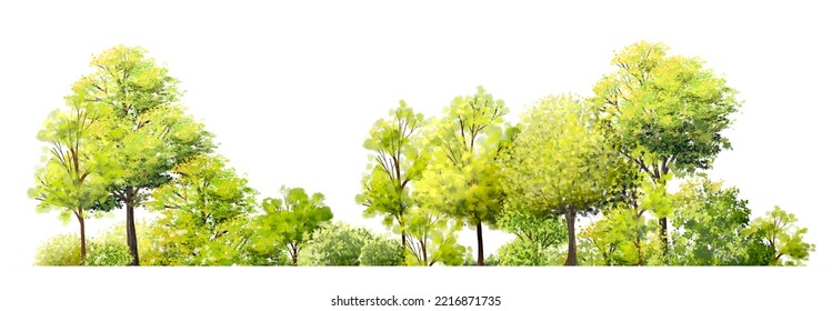 Watercolor Of Tree Side View Isolated On White Background For Landscape  And Architecture Drawing, Elements For Environment And Garden,painting Botanical For Section And Elevation And Elevation