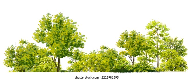 Watercolor Of Tree Side View Isolated On White Background For Landscape  And Architecture Drawing, Elements For Environment And Garden, Painting Botanical For Section And Elevation