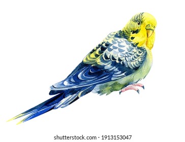 300 Bird budgie watercolor Images, Stock Photos & Vectors | Shutterstock