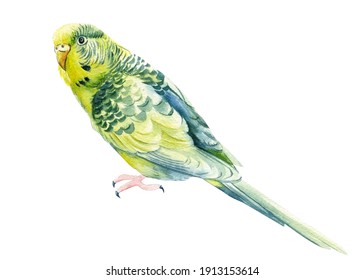 300 Bird budgie watercolor Images, Stock Photos & Vectors | Shutterstock