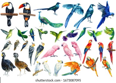 watercolor tropical birds  toucan  macaw  parrot  cockatoo  kookaburra  hummingbird  white isolated background  hand drawing