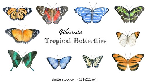Watercolor tropical butterflies set.  Hand drawn bright colorful butterfly botanical illustration isolated on white background. 
