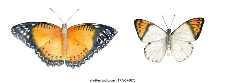 Watercolor Tropical Butterfly Clipart. Cethosia biblis, the red lacewing and Hebomoia glaucippe. Hand drawn botanical illustration isolated on white background.