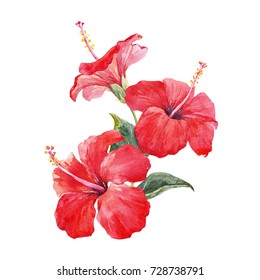 Watercolor Tropical Composition Red Hibiscus Bright Stock Illustration ...