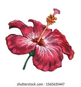 88,018 Hibiscus Drawing Images, Stock Photos & Vectors | Shutterstock