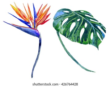 Watercolor tropical flower, jungle leaf, bird of paradise flower. Hand drawn exotic illustration isolated on white background