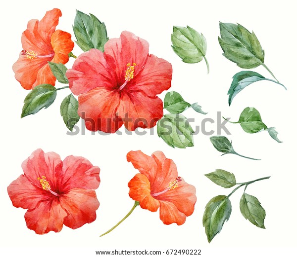 水彩熱帯花の赤とオレンジのハイビスカスと葉とつぼみ ハワイの花組成物 分離された植物オブジェクトのセット のイラスト素材