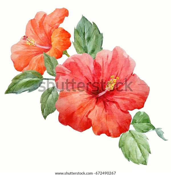 水彩熱帯花の赤とオレンジの花とつぼみ付きハイビスカス ハワイの花組成物 のイラスト素材