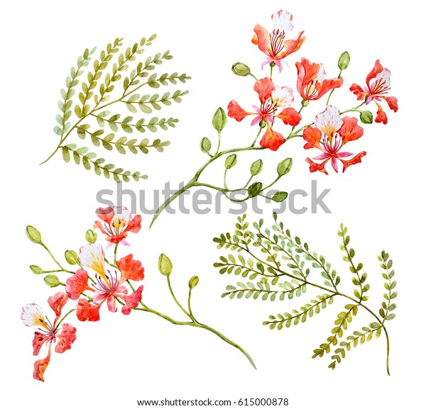 Watercolor Tropical Flower Set Royal Poinciana Stock Illustration 615000878