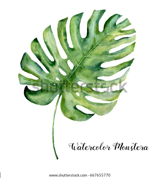 モンステラの水彩熱帯葉 白い背景に手描きの熱帯植物 植物イラスト デザイン 印刷 背景 のイラスト素材