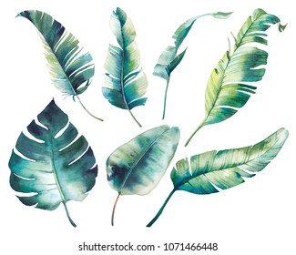 Watercolor tropical leaves: monstera, rubber plant, banana palm. Botanical illustration of exotic flora. Isolated objects on white background