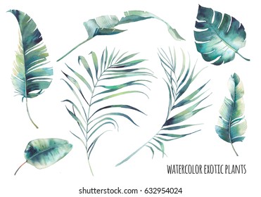 Watercolor tropical leaves set. Hand drawn exotic greenery isolated on white background. Botanical clip art. Summer plants illustration: banana tree, palm, sprout, monstera