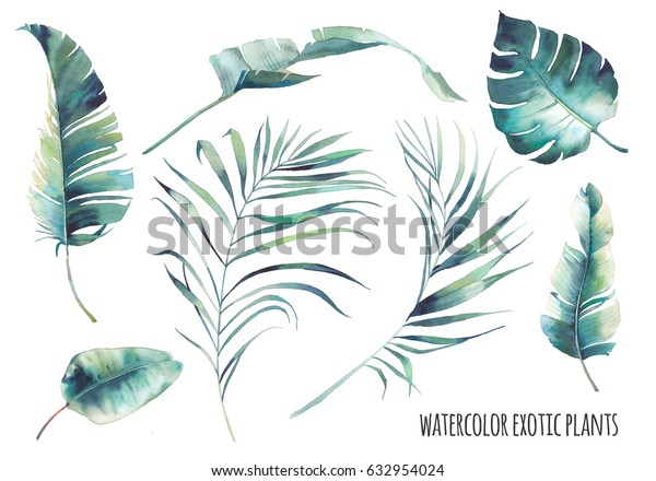 水彩熱帯の葉セット 白い背景に手描きのエキゾチックな緑 ボタニカルクリップアート 夏の植物イラスト バナナの木 ヤシ スプラウト モンステラ のイラスト素材