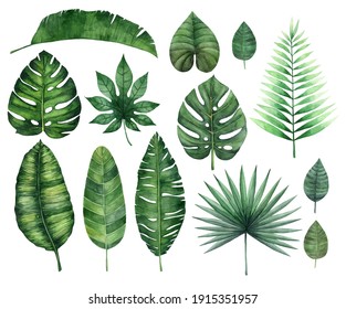 Watercolor Tropical Leaves Set Isolated On White Background.  Jungle Leaves And Branches. Illustration For Design Of Wedding Invitations, Greeting Cards.