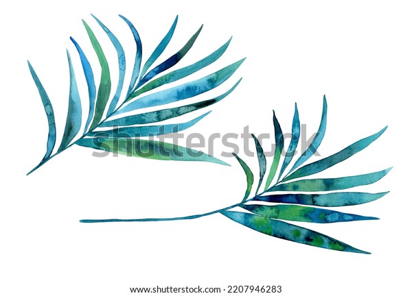 Watercolor Tropical Palm Leaves Illustration Isolated Stock Illustration 2207946283 Shutterstock