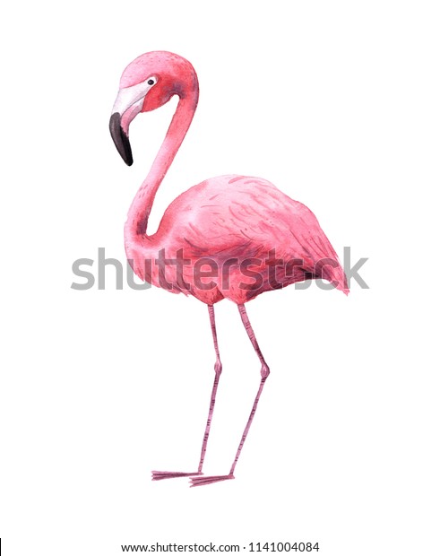 Watercolor Tropical Pink Flamingoe Isolated Bright Stock Illustration ...