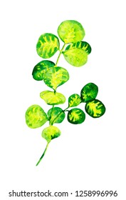 Watercolor Tropical Plant Peperomia Rotundifolia.  Round Leaf Flower.
Branch With Leaves Isolated On White