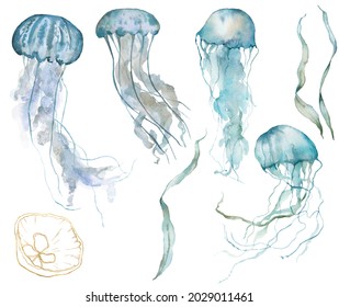 Watercolor tropical set of blue jellyfishes, gold linear shell and laminaria. Underwater animals and plant isolated on white background. Aquatic illustration for design, print or background.