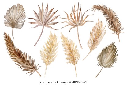 Watercolor tropical set with dry dried boho palm leaves and pampas grass. Hand painted exotic leaves isolated on white background. Floral illustration for design, print, fabric or background.