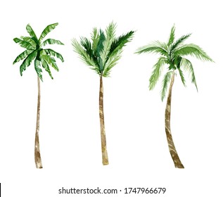 Watercolor Tropical Trees, Plant. Summer Palm Trees Jungle Illustration For The Banner, Frame, Border, Logo, Greeting Card, Party Card, Wedding Invintation, Baby Shower Card