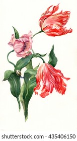 watercolor tulips botanical illustration