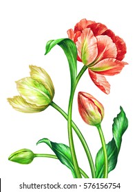 Watercolor Illustration Botanical Art Fresh Spring Stock Illustration ...