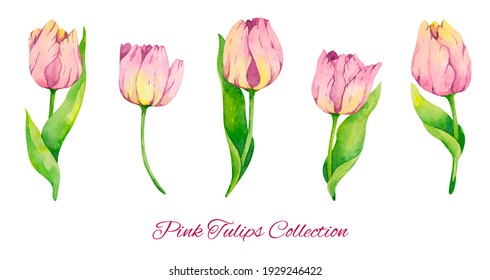 Watercolor Tulips Clipart Collection Spring Tulip Stock Illustration ...