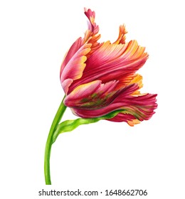 Watercolor Tulips Colorful Tulips On Isolated Stock Illustration ...