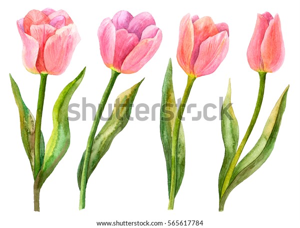 白い背景に水彩のチューリップセット 春の花の手描きのイラスト 花柄のエレメント のイラスト素材