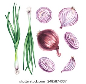 Watercolor vegetable onion, green onion, set pieces. Purple onion, green onion, slices, hand-drawn vegetable slices for printing and design of packaging, products, chips, fabrics, textiles - Powered by Shutterstock