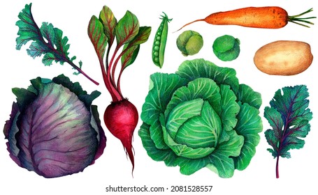 Watercolor Vegetables, Fresh Vegetables Cabbage, Carrots, Beets, Kale. Clipart With Vegetables On A White Background.