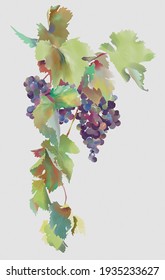 Watercolor vine.
Illustration of a grapevine branch on white paper background, watercolor style.
