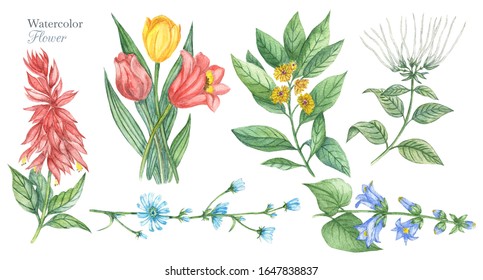 Watercolor vintage floral flower set. Natural botanical illustration isolated on white background - Shutterstock ID 1647838837