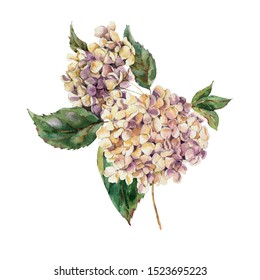 Watercolor Vintage Floral Greeting Card with Blooming White Hydrangea, Watercolor botanical natural hydrangea Illustration. Isolated natural elements