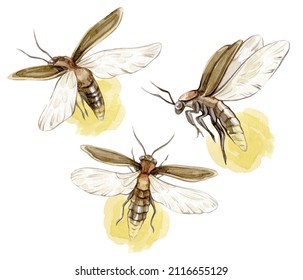 Watercolor vintage illustrations of glowing fireflies isolated on white background. Collection of hand drawn illustrations. Vintage clip art element of a glowworm for design cards, posters, stickers.