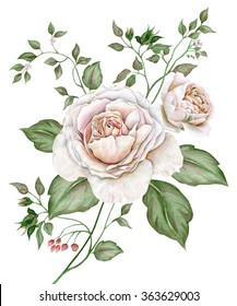 Watercolor Vintage Image With English Roses Isolated On White Background