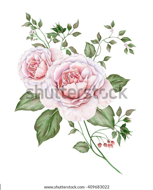 Watercolor Vintage Roses Isolated On White Stock Illustration 409683022 ...