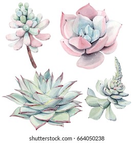 Download Watercolor Succulent Plants Images Stock Photos Vectors Shutterstock