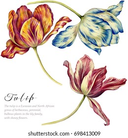 Watercolor vintage tulips. Colorful tulips on white background. Botanical art.