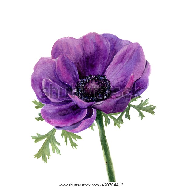 Watercolor Violet Anemone Hand Drawn Illustration Stock Illustration ...