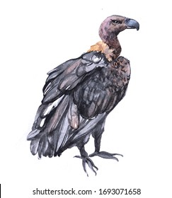 Watercolor vulture   bird animal on a white background illustration
