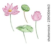 Watercolor water lilly, July month birth flower, design for prints and postcards