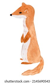 Watercolor weasel isolated on white background. Hand drawn illustration