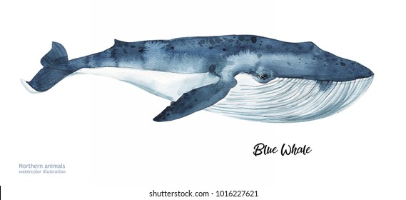 Watercolor Whale hand painted  illustration isolated on white background. Realistic underwater animal art. 