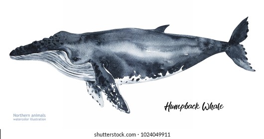 Realistic Animal Drawing Hd Stock Images Shutterstock